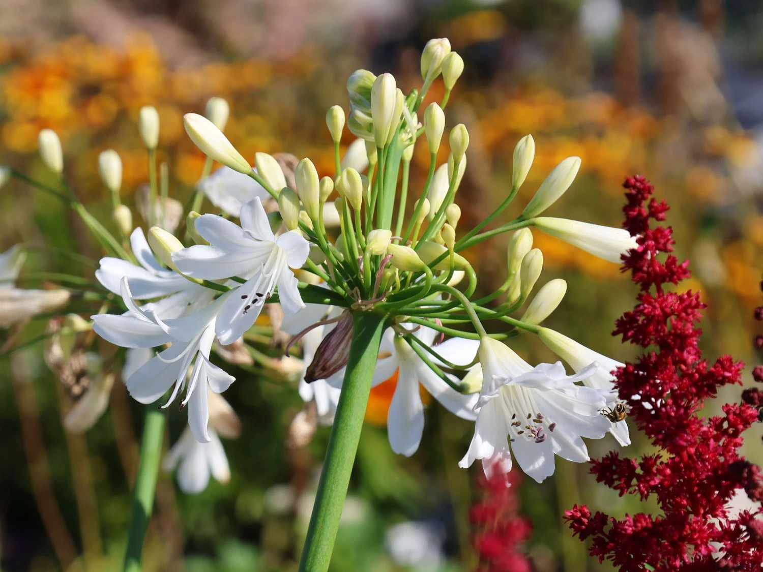 Afrika-Schmucklilie 'Arctic Star' 3 Afrika-Schmucklilie 'Arctic Star'