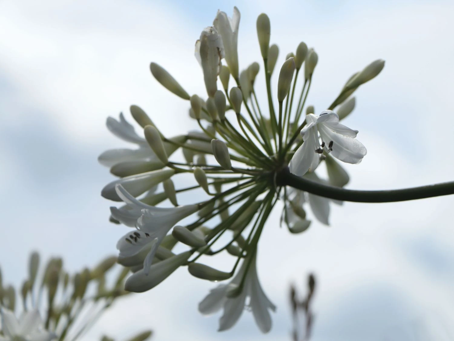 Afrika-Schmucklilie 'Arctic Star' 4 Afrika-Schmucklilie 'Arctic Star' – Bild 2