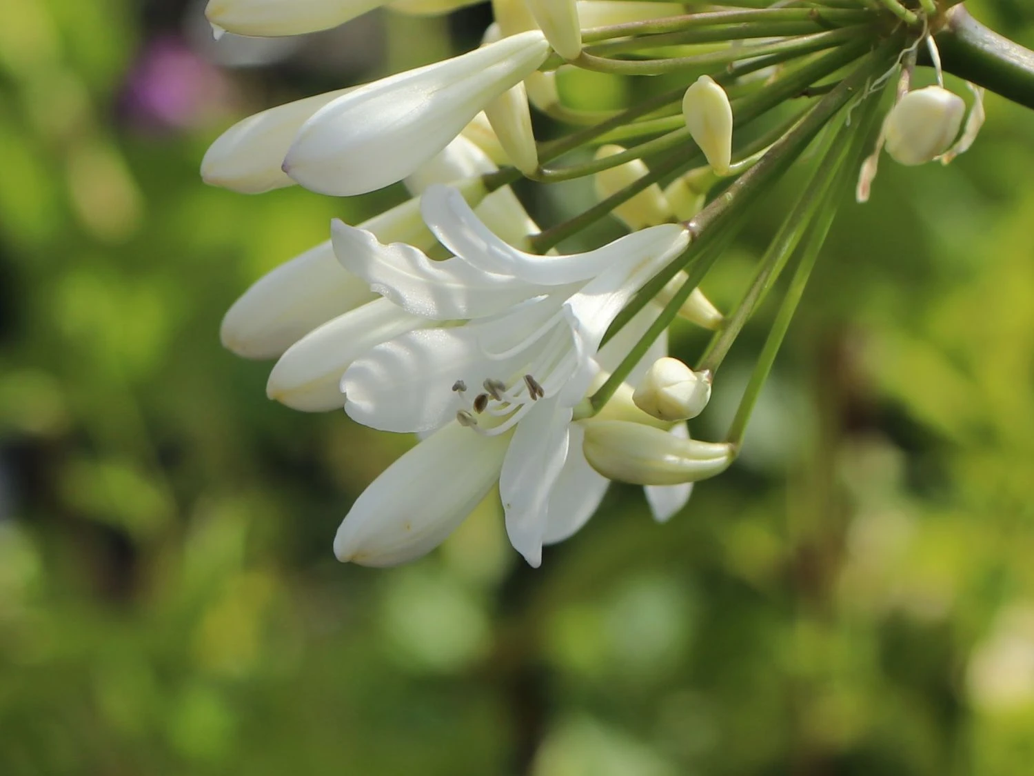 Afrika-Schmucklilie 'Arctic Star' 6 Afrika-Schmucklilie 'Arctic Star' – Bild 4