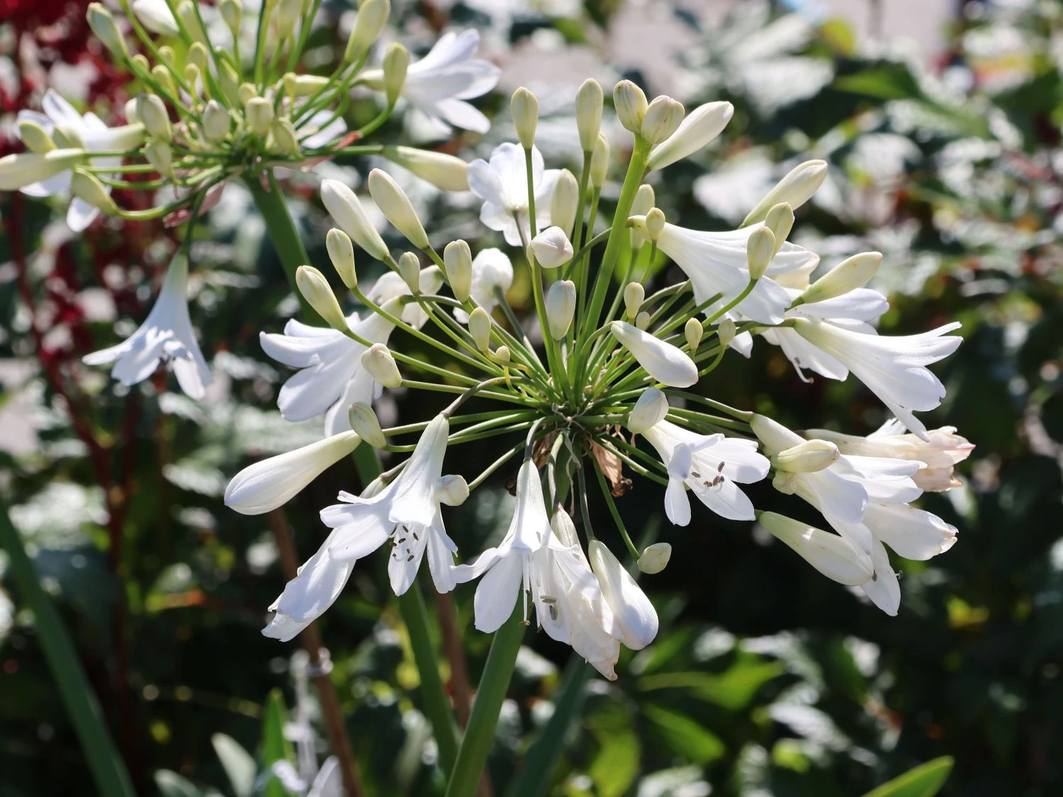 Afrika-Schmucklilie 'Arctic Star' 5 Afrika-Schmucklilie 'Arctic Star' – Bild 3
