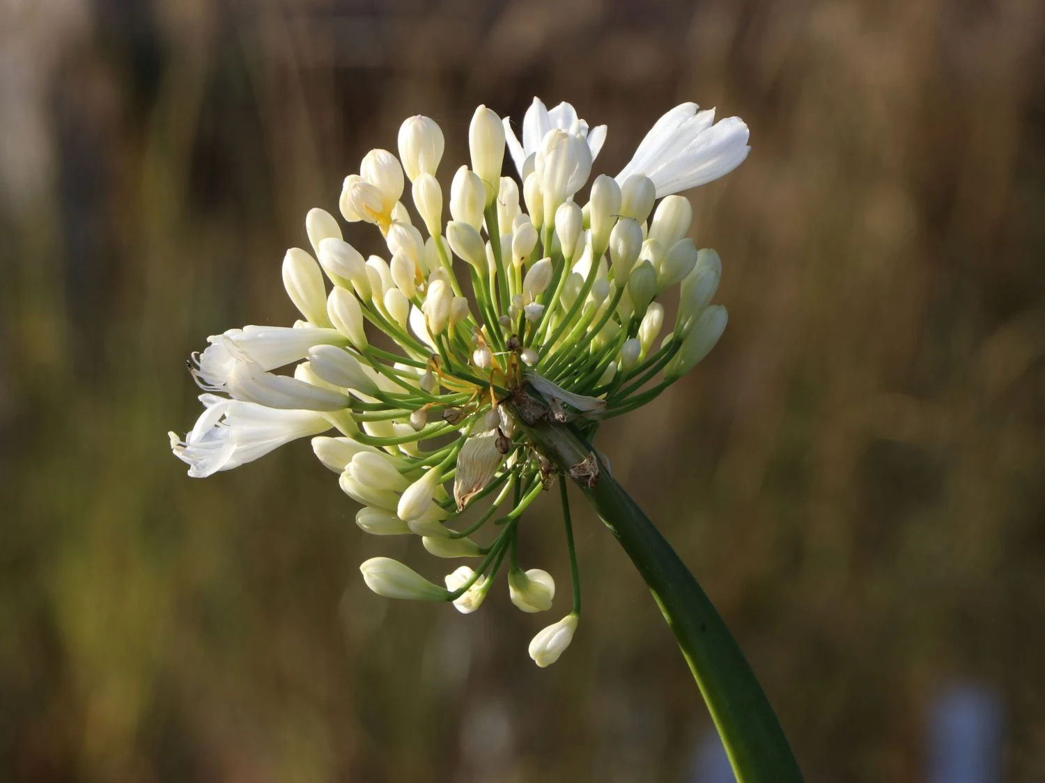 Afrika-Schmucklilie 'Arctic Star' 7 Afrika-Schmucklilie 'Arctic Star' – Bild 5