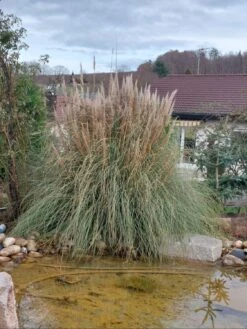 Amerikanisches Pampasgras / Silber-Pampasgras 34 Amerikanisches Pampasgras / Silber-Pampasgras -Angebote Blumen Takt Store amerikanisches pampasgras silber pampasgras m003058 586603 0