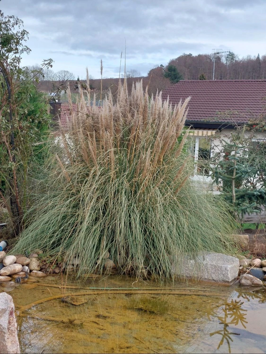 Amerikanisches Pampasgras / Silber-Pampasgras 15 Amerikanisches Pampasgras / Silber-Pampasgras – Bild 13