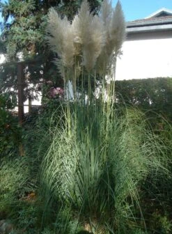 Amerikanisches Pampasgras / Silber-Pampasgras 36 Amerikanisches Pampasgras / Silber-Pampasgras -Angebote Blumen Takt Store amerikanisches pampasgras silber pampasgras m003058 958039 0