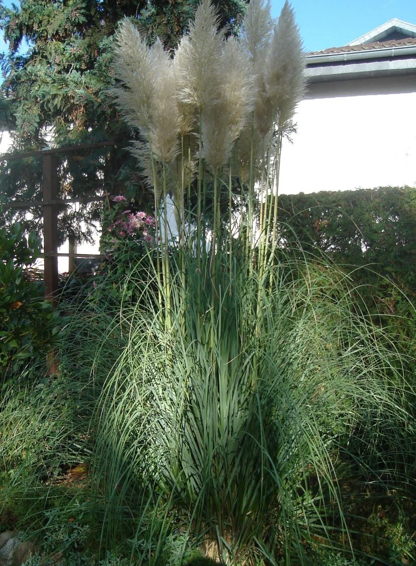 Amerikanisches Pampasgras / Silber-Pampasgras 17 Amerikanisches Pampasgras / Silber-Pampasgras – Bild 15