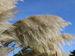 Amerikanisches Pampasgras / Silber-Pampasgras 26 Amerikanisches Pampasgras / Silber-Pampasgras -Angebote Blumen Takt Store amerikanisches pampasgras silber pampasgras m003058 w 0