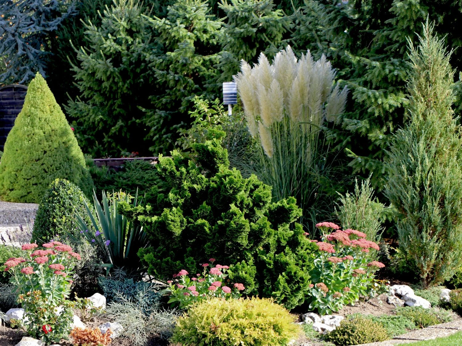 Amerikanisches Pampasgras / Silber-Pampasgras 8 Amerikanisches Pampasgras / Silber-Pampasgras – Bild 6