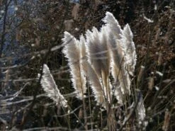 Amerikanisches Pampasgras / Silber-Pampasgras 28 Amerikanisches Pampasgras / Silber-Pampasgras -Angebote Blumen Takt Store amerikanisches pampasgras silber pampasgras m003058 w 3