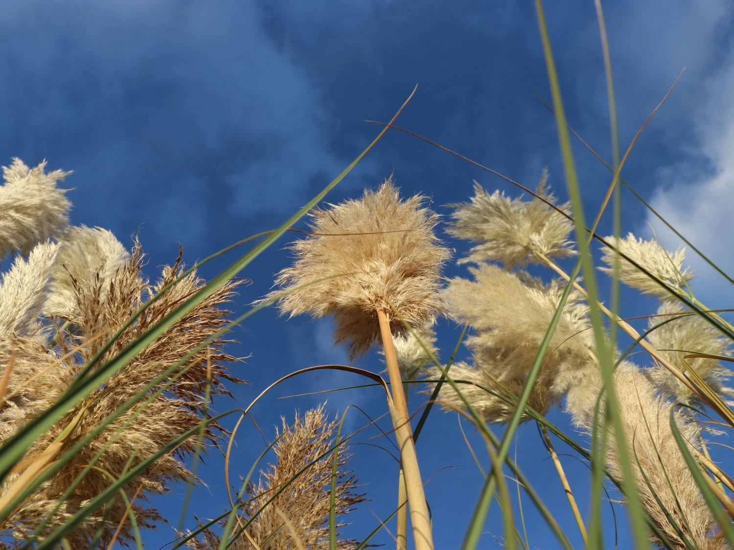 Amerikanisches Pampasgras / Silber-Pampasgras 10 Amerikanisches Pampasgras / Silber-Pampasgras – Bild 8