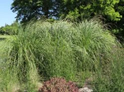 Amerikanisches Pampasgras / Silber-Pampasgras 25 Amerikanisches Pampasgras / Silber-Pampasgras -Angebote Blumen Takt Store amerikanisches pampasgras silber pampasgras m003058 w 5