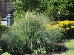 Amerikanisches Pampasgras / Silber-Pampasgras 30 Amerikanisches Pampasgras / Silber-Pampasgras -Angebote Blumen Takt Store amerikanisches pampasgras silber pampasgras m003058 w 6