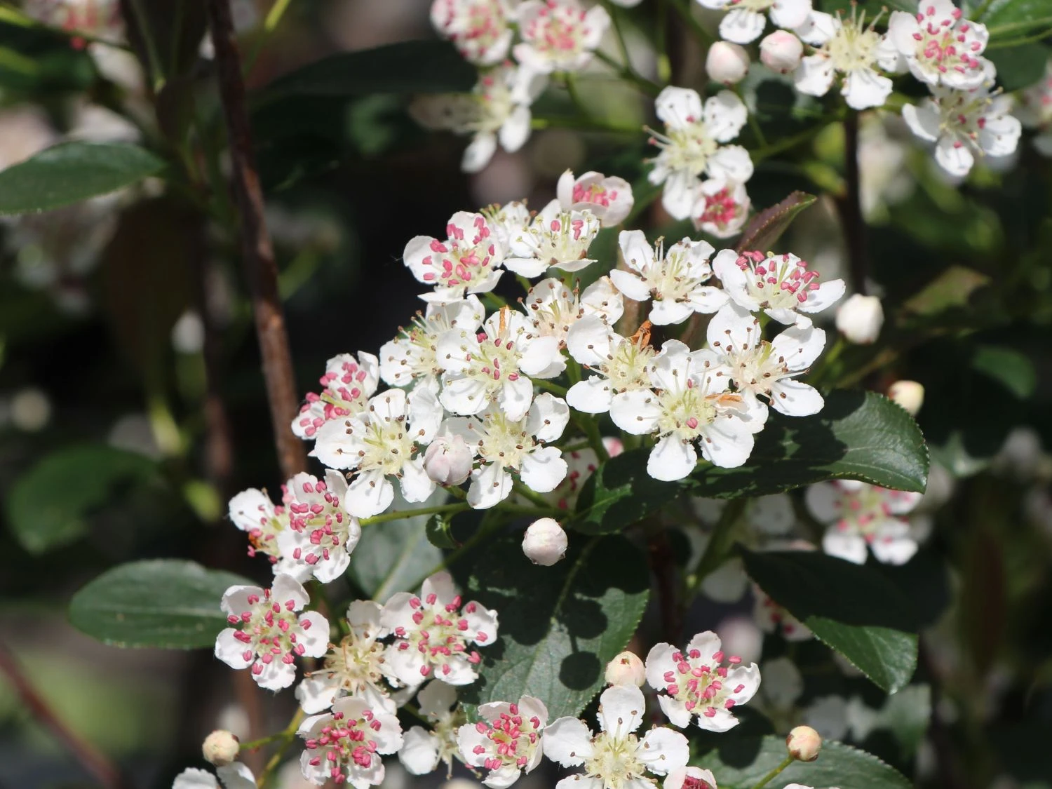 Apfelbeere 'Brilliant' 9 Apfelbeere 'Brilliant' – Bild 7