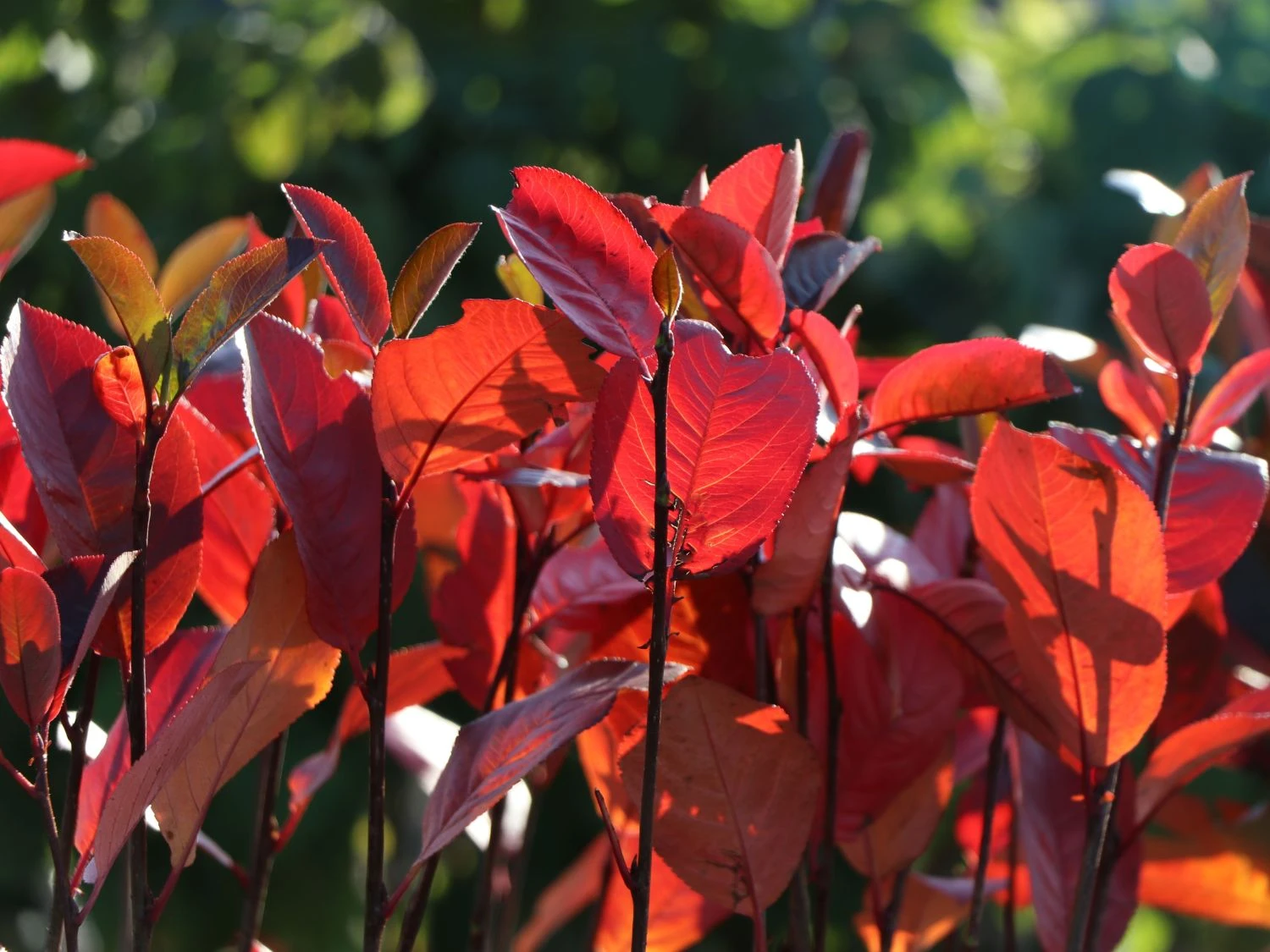 Apfelbeere 'Brilliant' 10 Apfelbeere 'Brilliant' – Bild 8