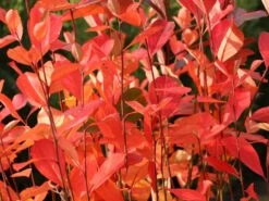 Apfelbeere 'Brilliant' 15 Apfelbeere 'Brilliant' -Angebote Blumen Takt Store apfelbeere brilliant m008034 w 3