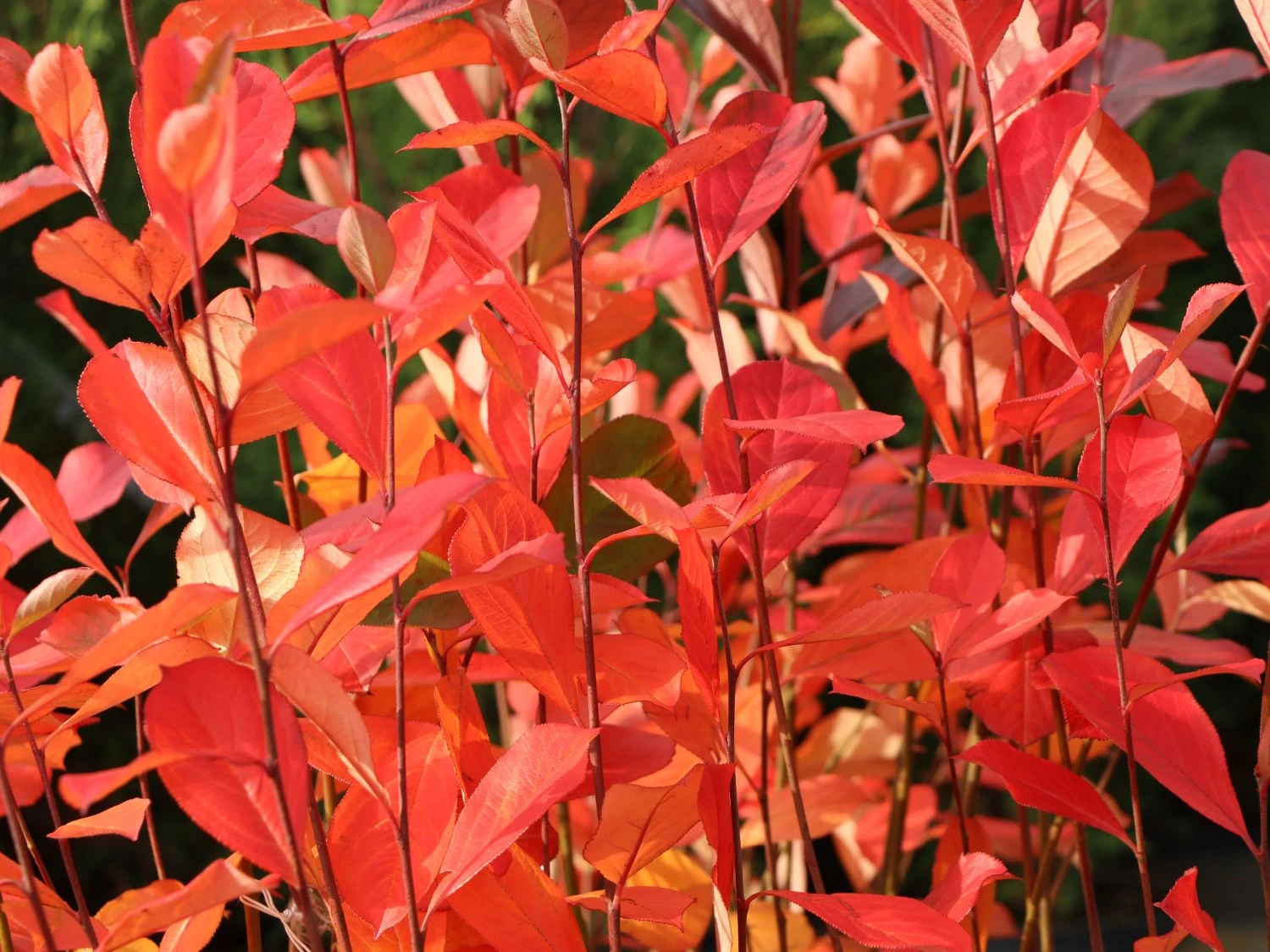 Apfelbeere 'Brilliant' 7 Apfelbeere 'Brilliant' – Bild 5