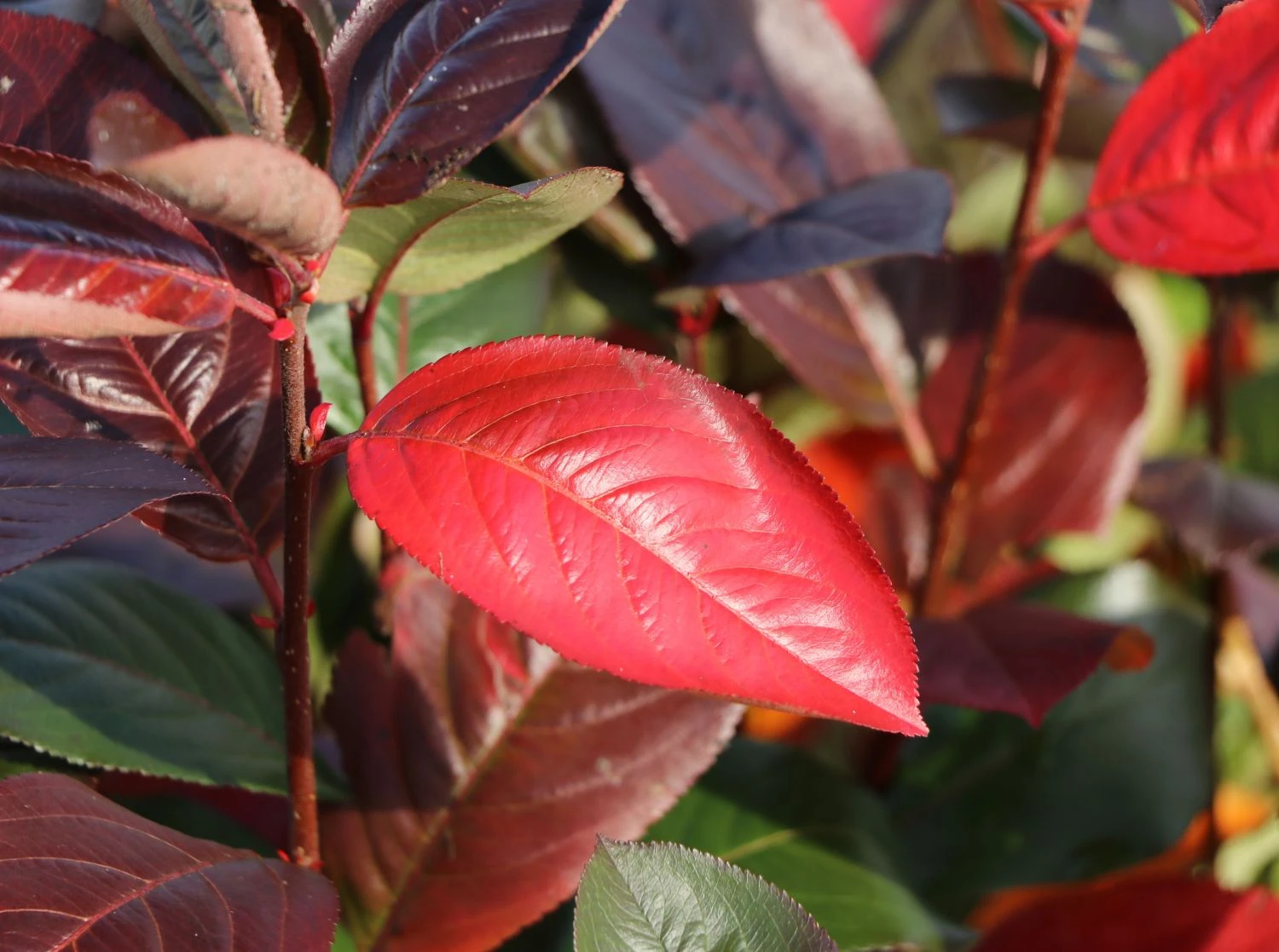 Apfelbeere 'Brilliant' 6 Apfelbeere 'Brilliant' – Bild 4