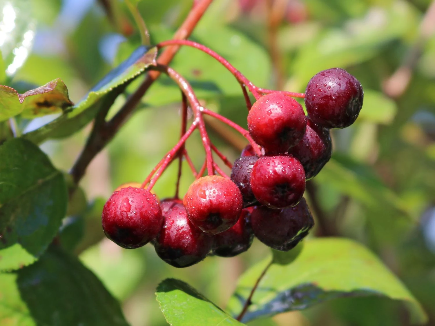 Apfelbeere 'Brilliant' 4 Apfelbeere 'Brilliant' – Bild 2