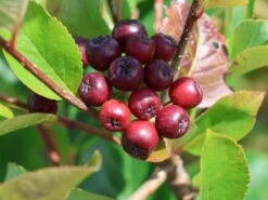 Apfelbeere 'Brilliant' 16 Apfelbeere 'Brilliant' -Angebote Blumen Takt Store apfelbeere brilliant m008034 w 6