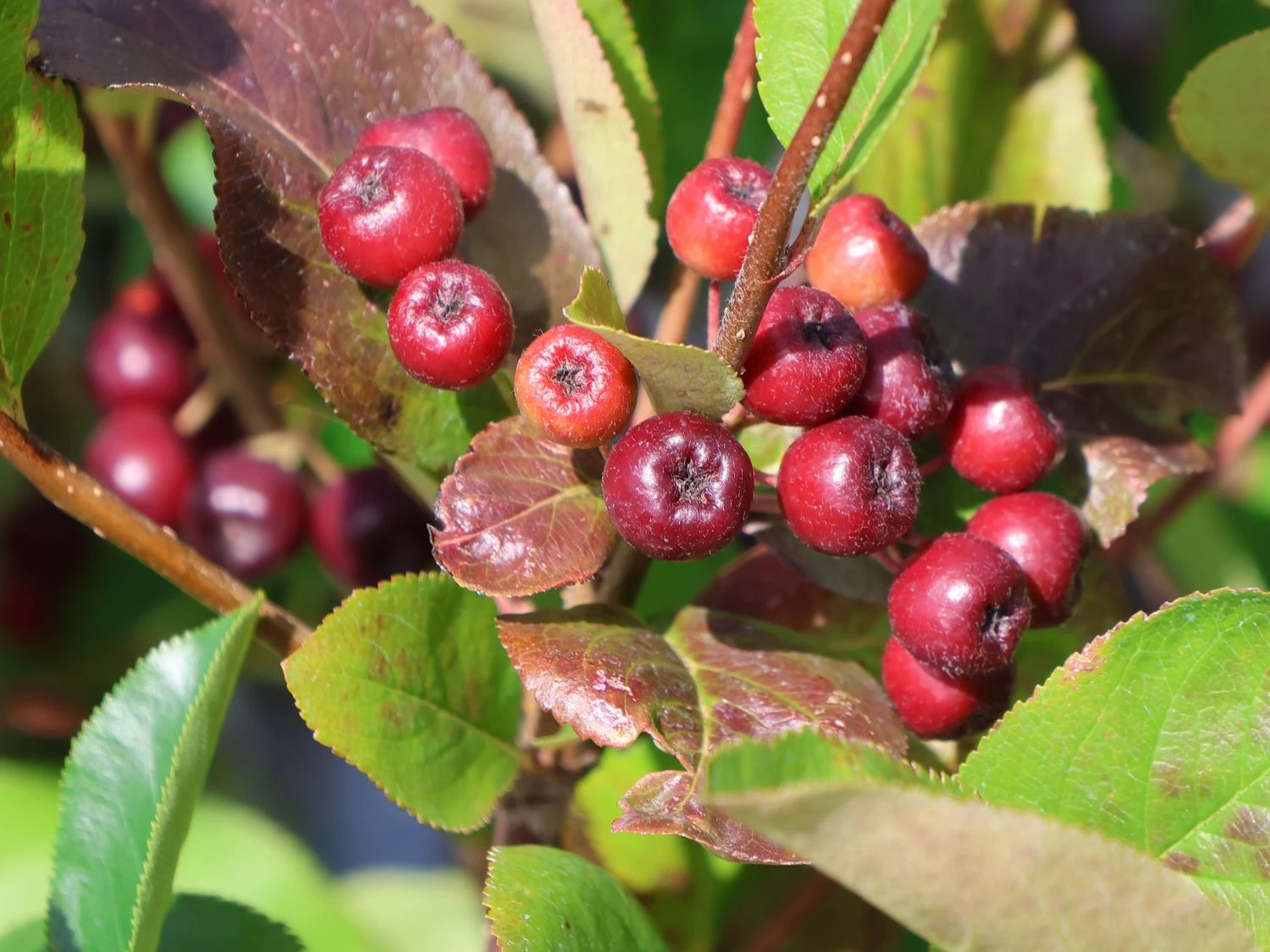 Apfelbeere 'Brilliant' 11 Apfelbeere 'Brilliant' – Bild 9