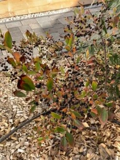 Apfelbeere 'Hugin' -Angebote Blumen Takt Store apfelbeere hugin m008245 1082118 0