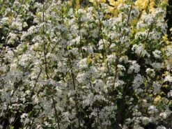 Apfelbeere 'Hugin' -Angebote Blumen Takt Store apfelbeere hugin m008245 w 0