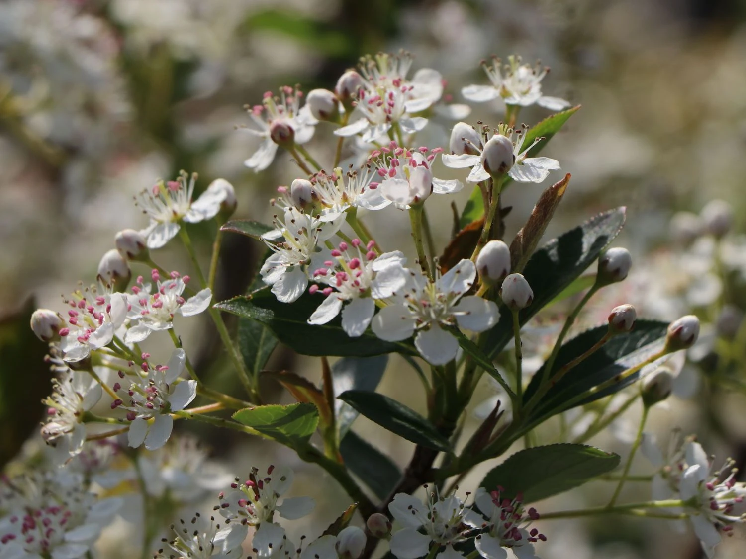 Angebote Blumen Takt Store -Angebote Blumen Takt Store apfelbeere hugin m008245 w 3