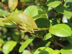 Apfelbeere 'Hugin' -Angebote Blumen Takt Store apfelbeere hugin m008245 w 4