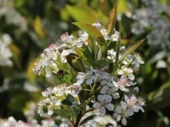 Apfelbeere 'Hugin' -Angebote Blumen Takt Store apfelbeere hugin m008245 w 5