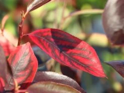 Apfelbeere 'Hugin' -Angebote Blumen Takt Store apfelbeere hugin m008245 w 9