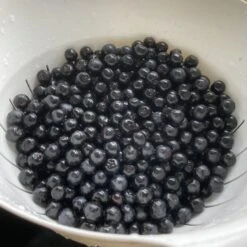 Apfelbeere 'Nero' 34 Apfelbeere 'Nero' -Angebote Blumen Takt Store apfelbeere nero m002526 1082118 0