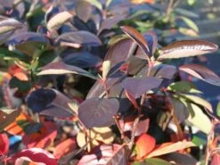 Apfelbeere 'Nero' 23 Apfelbeere 'Nero' -Angebote Blumen Takt Store apfelbeere nero m002526 w 0