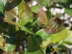 Apfelbeere 'Nero' 32 Apfelbeere 'Nero' -Angebote Blumen Takt Store apfelbeere nero m002526 w 1