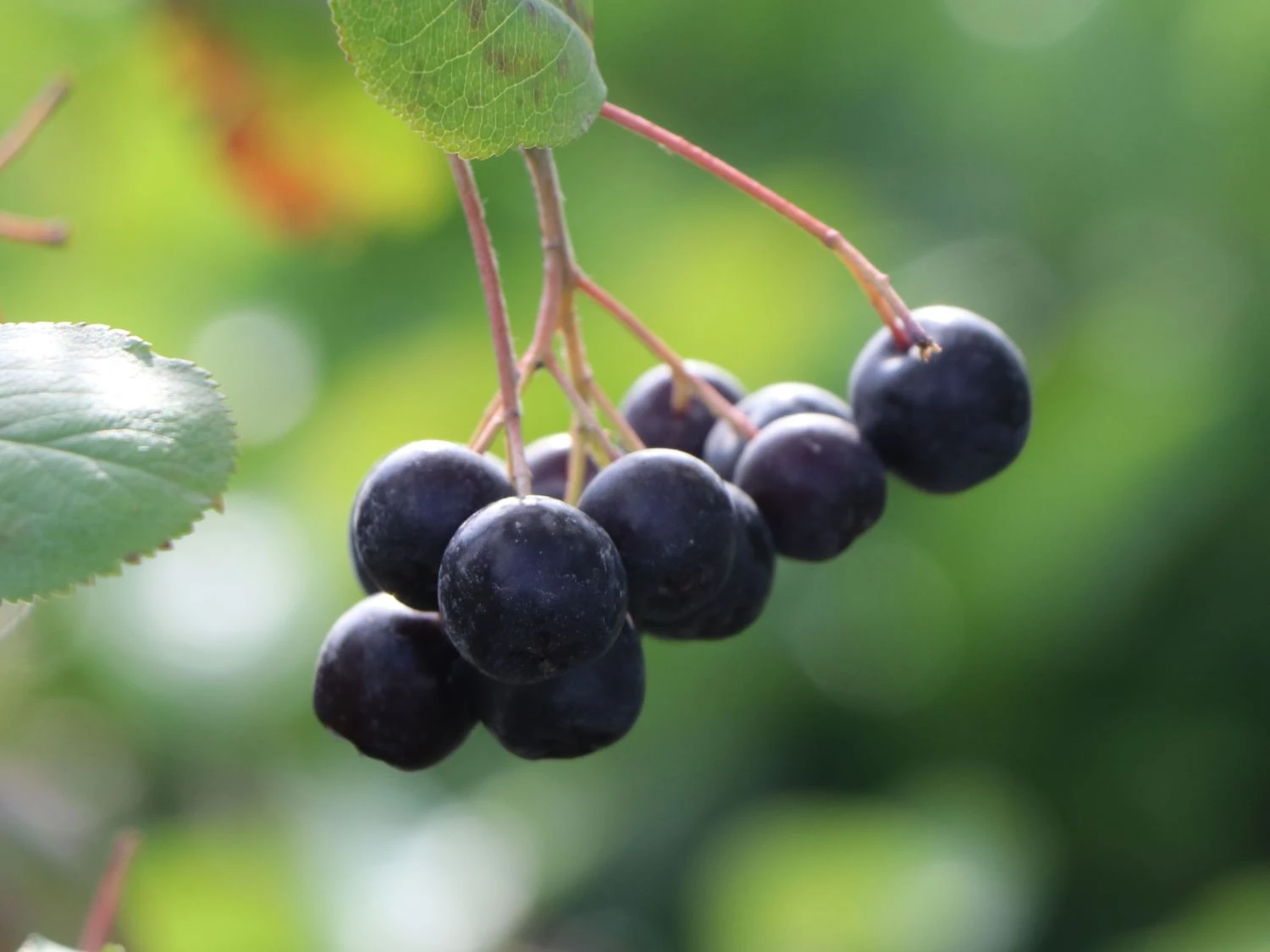 Apfelbeere 'Nero' 16 Apfelbeere 'Nero' – Bild 14