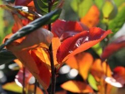 Apfelbeere 'Nero' 30 Apfelbeere 'Nero' -Angebote Blumen Takt Store apfelbeere nero m002526 w 5