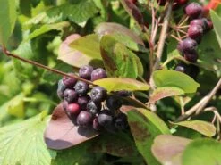 Apfelbeere 'Nero' 26 Apfelbeere 'Nero' -Angebote Blumen Takt Store apfelbeere nero m002526 w 6