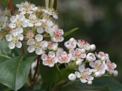 Apfelbeere 'Nero' 28 Apfelbeere 'Nero' -Angebote Blumen Takt Store apfelbeere nero m002526 w 7