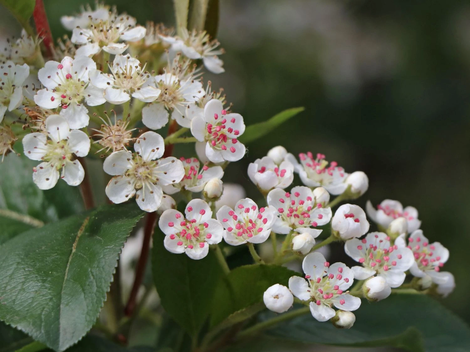 Apfelbeere 'Nero' 11 Apfelbeere 'Nero' – Bild 9