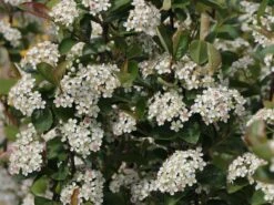 Apfelbeere 'Nero' 27 Apfelbeere 'Nero' -Angebote Blumen Takt Store apfelbeere nero m002526 w 8