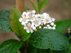 Apfelbeere 'Viking' -Angebote Blumen Takt Store apfelbeere viking m008043 1341765 0