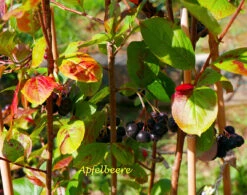 Apfelbeere 'Viking' -Angebote Blumen Takt Store apfelbeere viking m008043 1341765 1