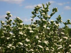 Apfelbeere 'Viking' -Angebote Blumen Takt Store apfelbeere viking m008043 w 0