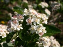 Apfelbeere 'Viking' -Angebote Blumen Takt Store apfelbeere viking m008043 w 1