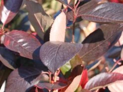 Apfelbeere 'Viking' -Angebote Blumen Takt Store apfelbeere viking m008043 w 3