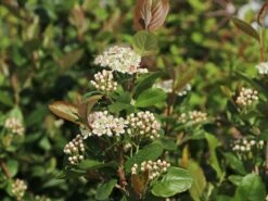 Apfelbeere 'Viking' -Angebote Blumen Takt Store apfelbeere viking m008043 w 4