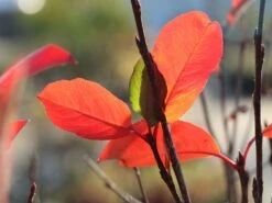 Apfelbeere 'Viking' -Angebote Blumen Takt Store apfelbeere viking m008043 w 7