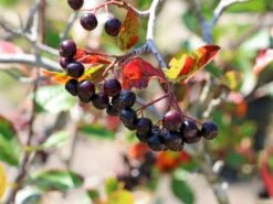 Apfelbeere 'Viking' -Angebote Blumen Takt Store apfelbeere viking m008043 w 8