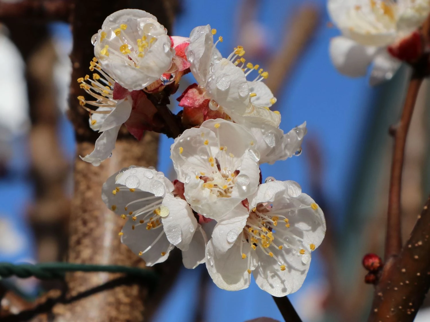 Aprikose 'Hargrand' 5 Aprikose 'Hargrand' – Bild 3