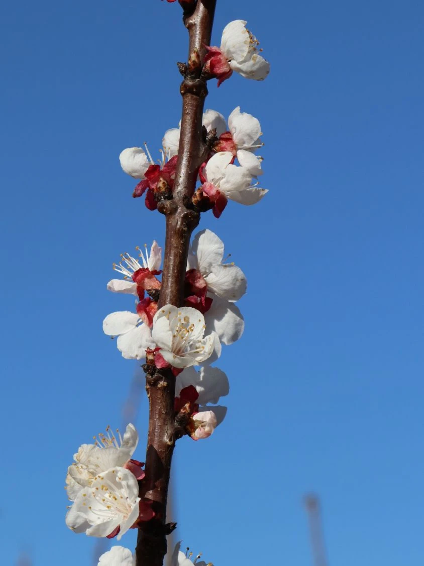 Aprikose 'Hargrand' 4 Aprikose 'Hargrand' – Bild 2