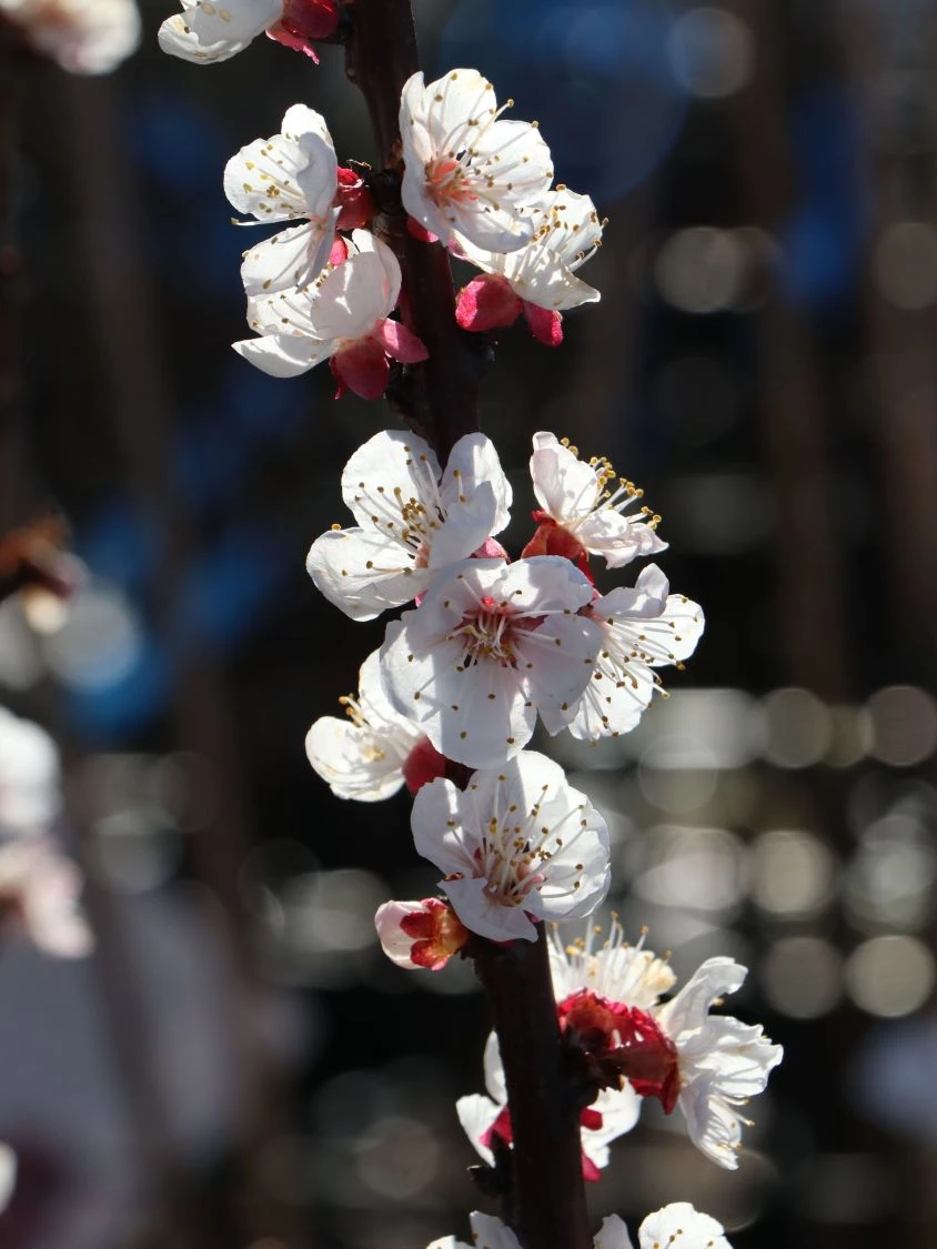 Aprikose 'Hargrand' 6 Aprikose 'Hargrand' – Bild 4