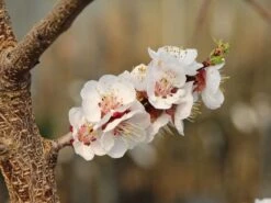 Aprikose 'Harlayne' -Angebote Blumen Takt Store aprikose harlayne m063094 w 0